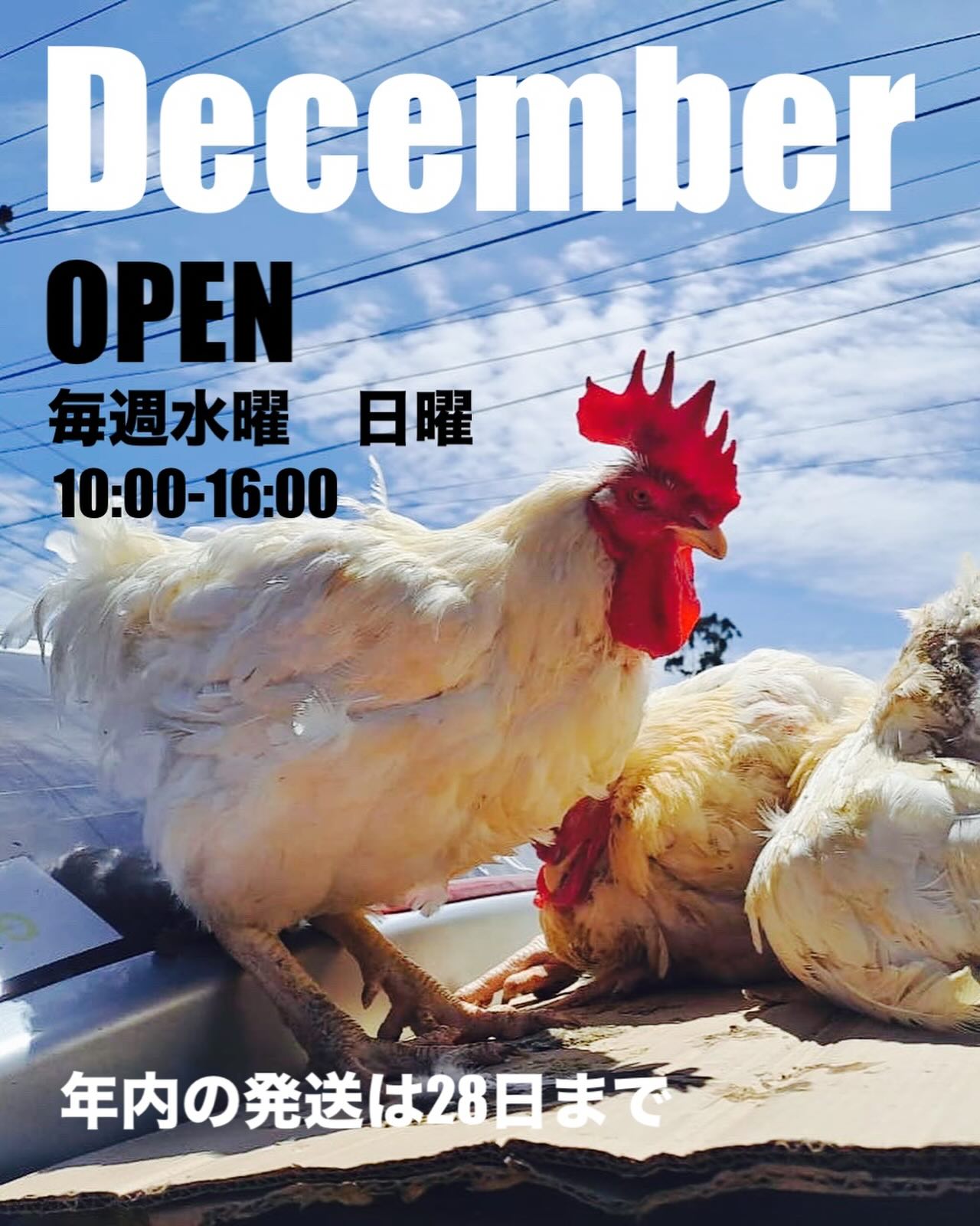 12月は毎週水曜と日曜に店舗OPEN!page-visual 12月は毎週水曜と日曜に店舗OPEN!ビジュアル
